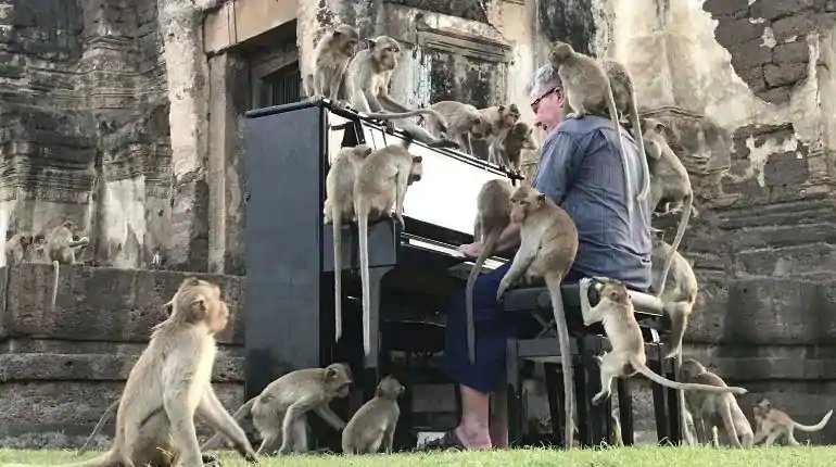 British musician Paul Barton plays the piano for monkeys that occupy abandoned historical areas in Lopburi, Thailand November 21 2020